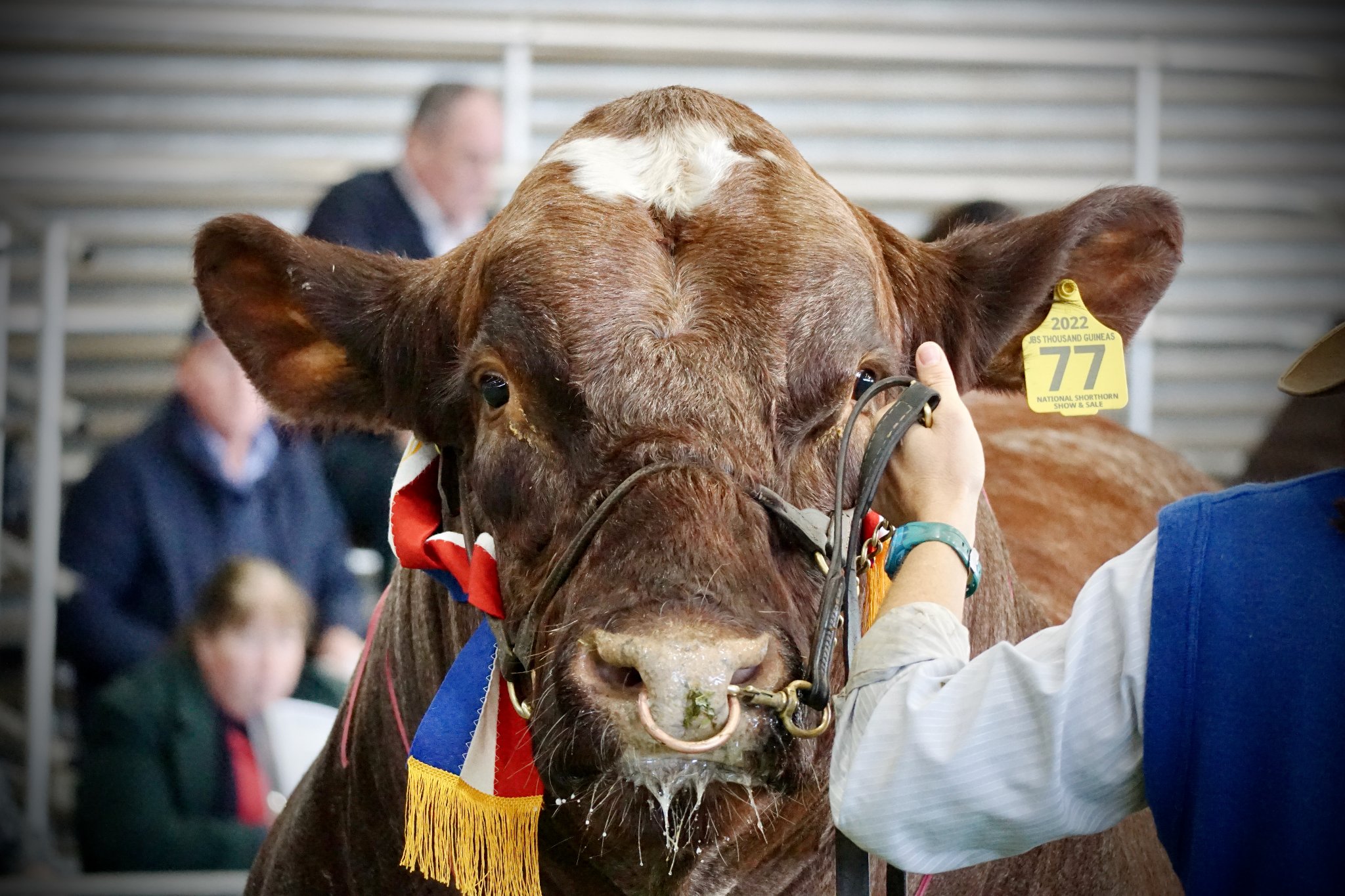 DSG - Shorthorn National